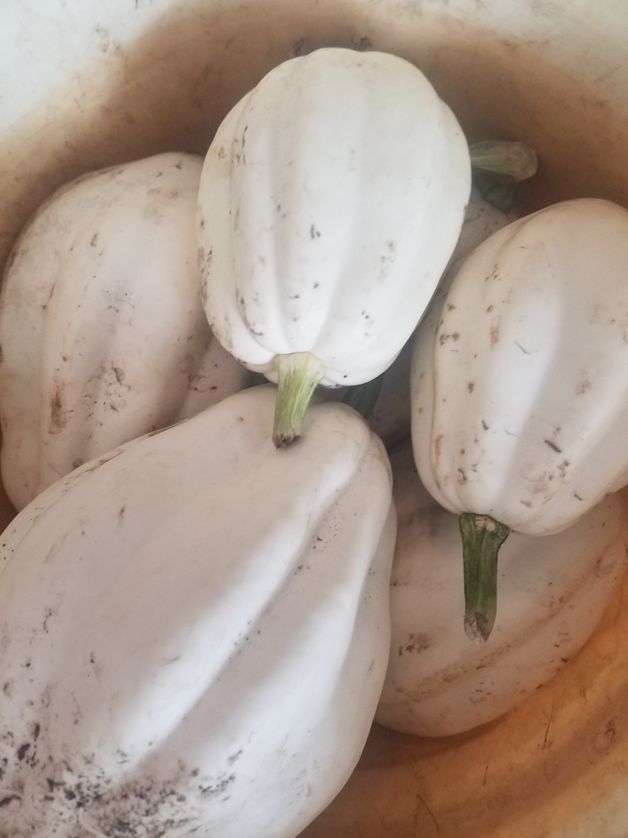 white-acorn-squash-